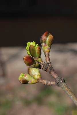 Acer platanoides 'Dissectum' - pupeny